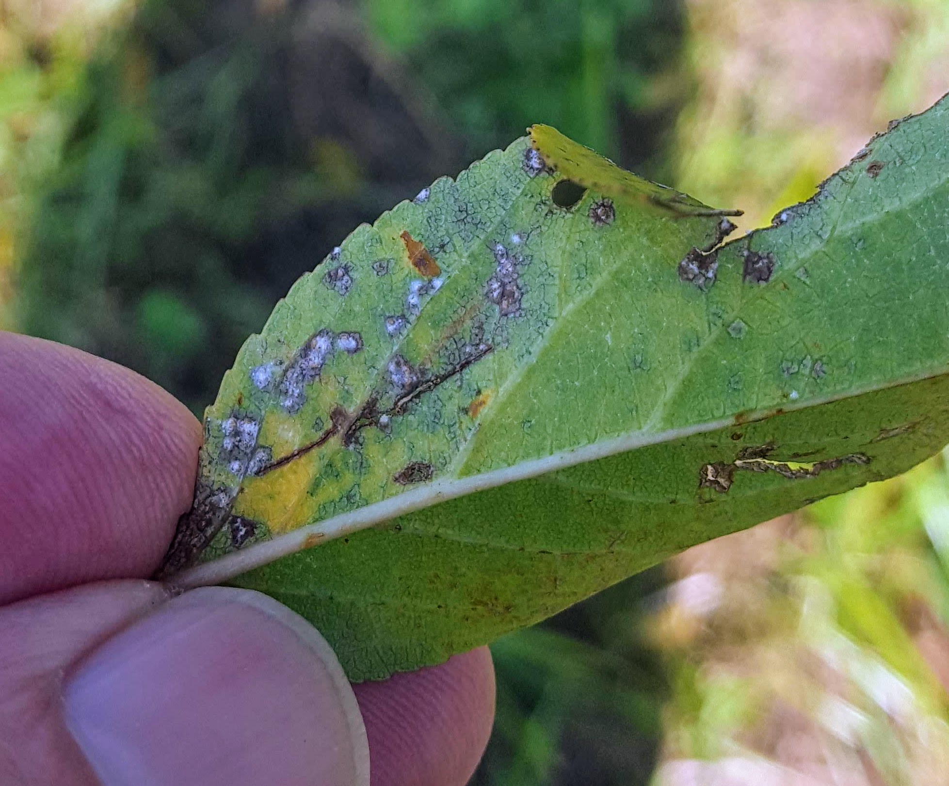 Cherry leaf spot